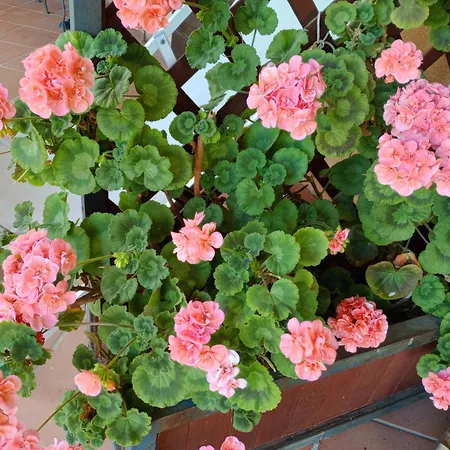 8380 Terme Bed & Breakfast Saturnia